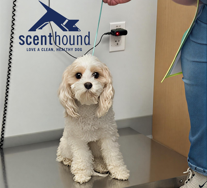 ScentHound dog grooming coming soon to Sherwood